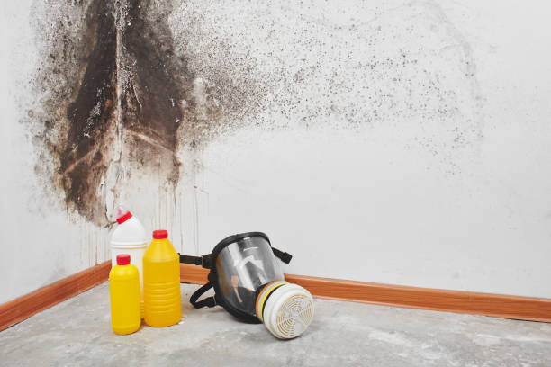 Best Mold Removal Specialists  in Ithaca, NY