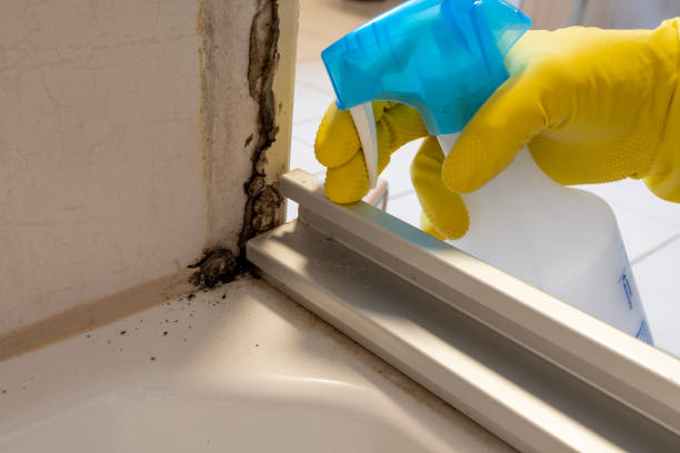 Best Mold Testing  in Ithaca, NY