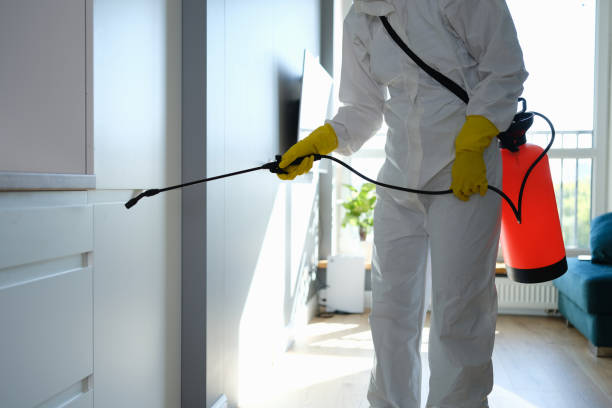 Best Home Mold Removal  in Ithaca, NY