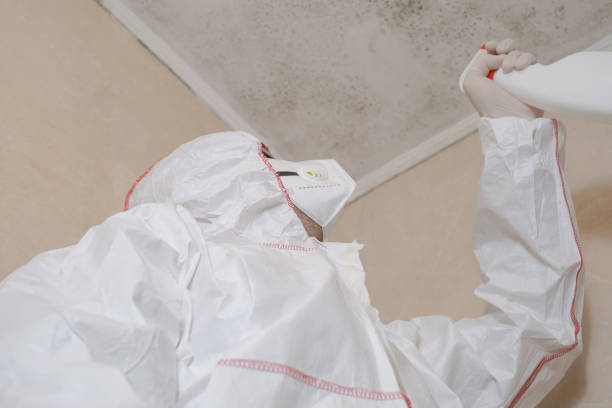 Best Affordable Mold Removal  in Ithaca, NY