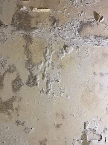 Best Toxic Mold Removal  in Ithaca, NY