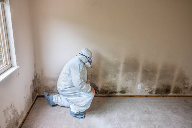 Professional Mold Removal in Ithaca, NY