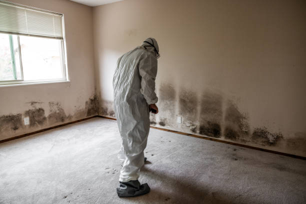 Best Black Mold Removal  in Ithaca, NY