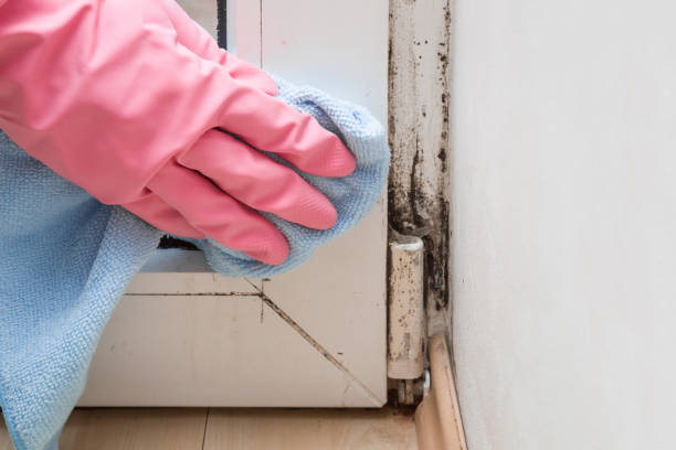 Best Commercial Mold Removal  in Ithaca, NY