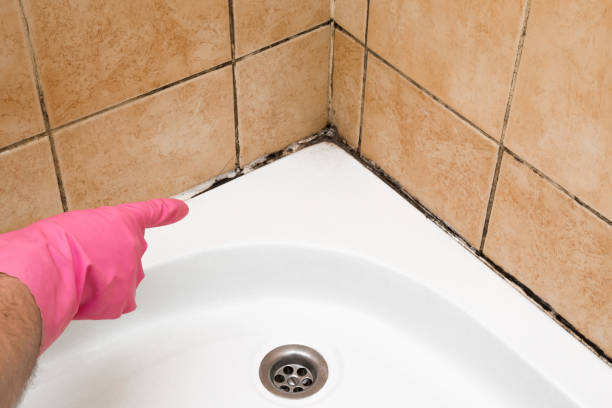 Best Professional Mold Removal  in Ithaca, NY